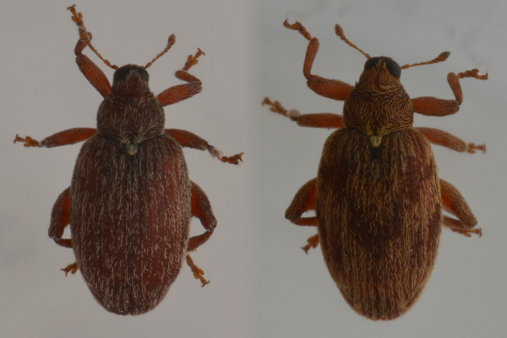 Orchestes testaceus, Curculionidae